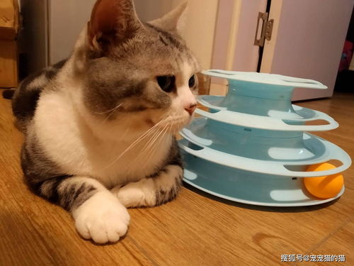 情感挽回咨询猫先生,如何挽回感情？情感挽回咨询猫先生帮你解答