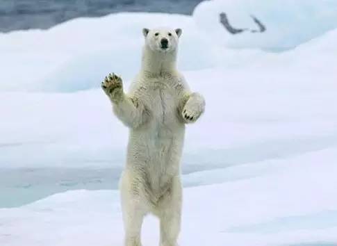 挽回小鹿的最佳方法,小鹿挽回指南