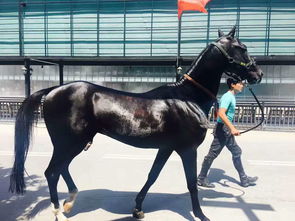 怎样挽回属马女孩,属马女孩的挽救攻略