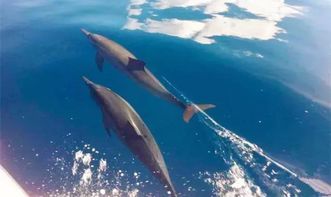 盛夏晚晴天游艇挽回,夏日游艇寻回记