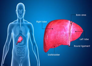 肝癌晚期挽回生命,晚期肝癌，寻找生命新希望