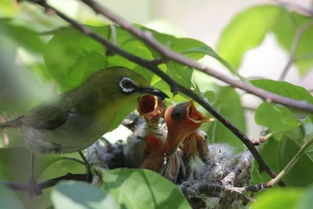 挽回小鸟生命的句子,救助小鸟：挽回生命的故事