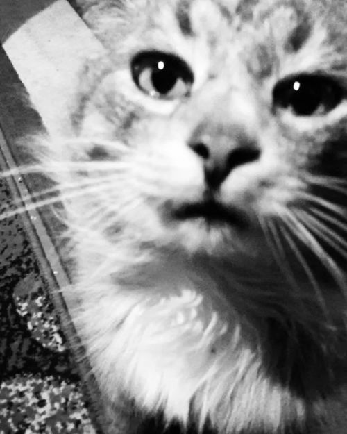 流浪猫怎么挽回它,流浪猫如何得到关爱