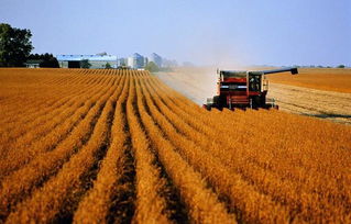 玉米倒伏了如何挽回,如何解决玉米倒伏问题