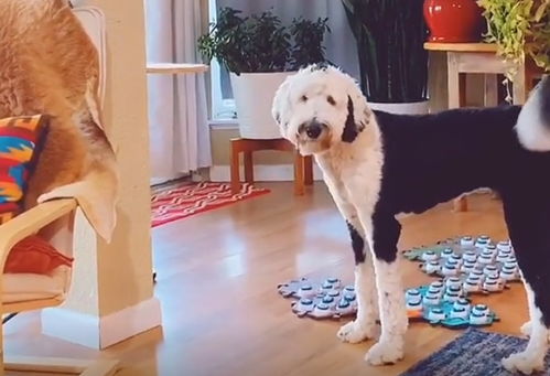 利用宠物挽回对方的话,用爱宠回TA