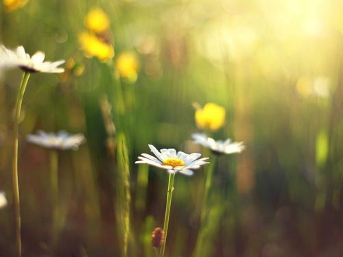 白羊女到底怎么挽回,如何挽救白羊女的心