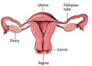 女性卵巢早衰怎么挽回,女性卵巢功能衰退怎么补救