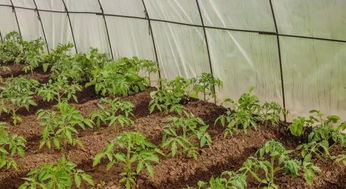 病害挽回损失,病害治理有效减少损失