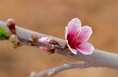 挽回桃花并蒂的星座,挽回恋情的星座秘诀，双桃并蒂再绽放