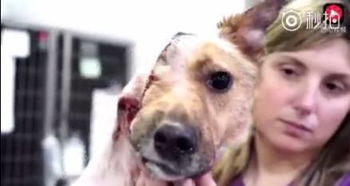 怎么才能挽回舔狗,拯救舔狗心，再次获得真爱