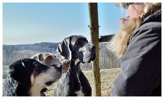 狗不亲近怎么挽回,如何让不喜欢你的狗向你靠近