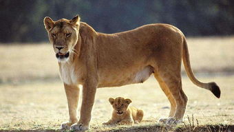 狮子男认错挽回感情,如何挽回狮子男的感情