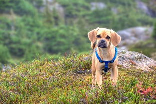 狗狗手术后怎么挽回,狗狗手术后怎么恢复？