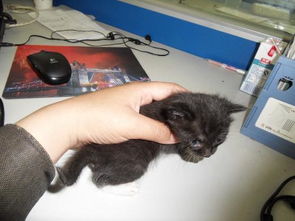 小猫吃错东西怎么挽回,小猫吃了不该吃的东西，如何挽回？