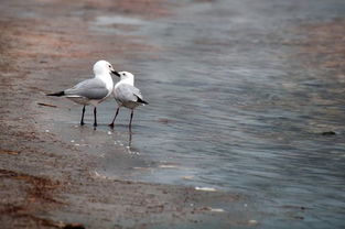 坚持放生能否挽回感情,是否可以通过放生挽回感情