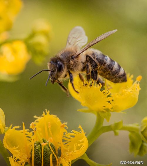 布谷鸟情感挽回,如何挽回布谷鸟的感情