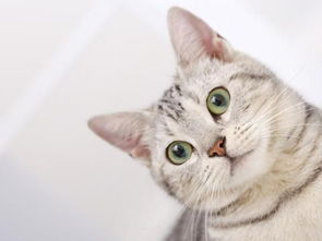 怎样挽回猫咪的好感,有效挽回猫咪的喜爱