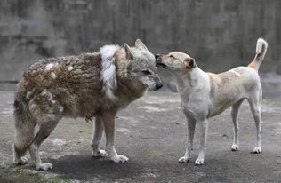 成功挽回感情的动物,动物们成功复合