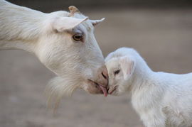 小鹿挽回怎么样,如何让小鹿回头