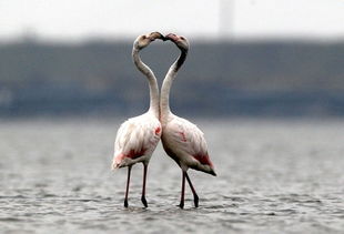 白天鹅情感挽回,挽回爱情，教你成为白天鹅。