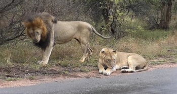 狮子怎么挽回他心,如何挽回狮子的心
