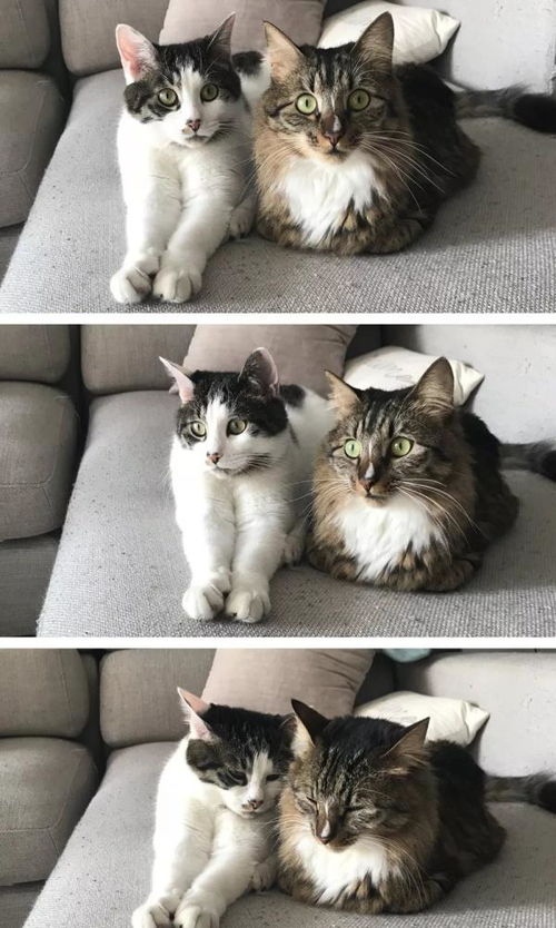 猫不回家怎么挽回,如何让失踪的猫回家？