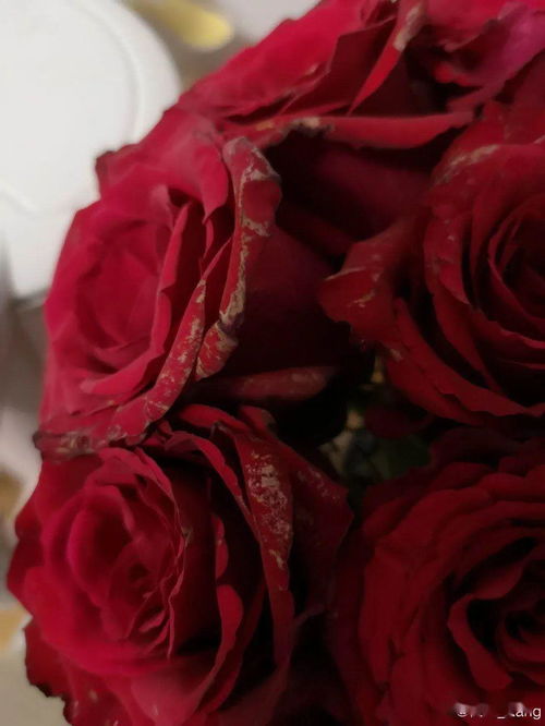 道歉挽回花束文案简短，抱歉致歉，用花束表达对您的歉意