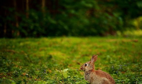 布谷鸟情感挽回,如何挽回布谷鸟的感情