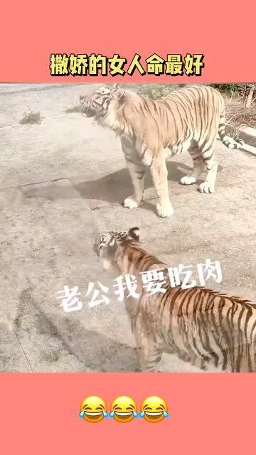 狮子男该不该挽回,挽回狮子男，是值得的吗？