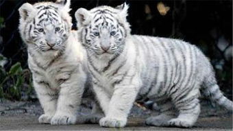 怎么挽回属牛男人,如何挽回属牛男的心