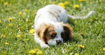 怎么挽回狗狗的关系,重建与狗狗的关系)