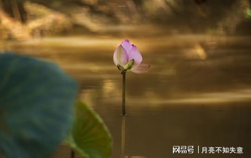 重生之挽回叶路,重生之爱的重逢