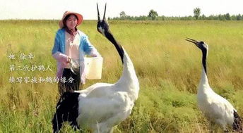 鹤轩的无力挽回,无法挽回的鹤轩悲剧