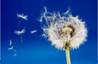 蒲公英挽回爱情的语句,使用蒲公英实现爱情的挽回