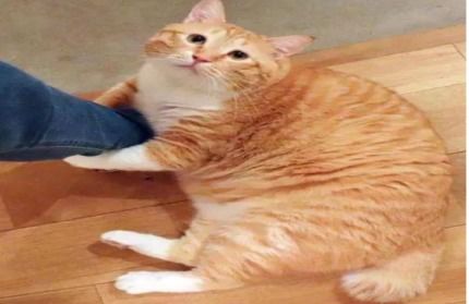 男子为猫挽回女友,男子因猫而重获女友