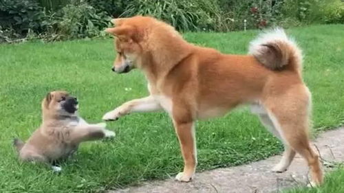 小狗被嫌弃怎么挽回,怎样让小狗重获青睐