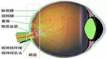 怎样能挽回视力问题,挽救视力：如何改善视力问题