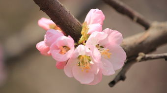 挽回感情送花好吗女生,用鲜花唤回爱情