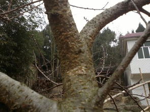 白树高地挽回任务，抢救白树高地：紧急任务开始