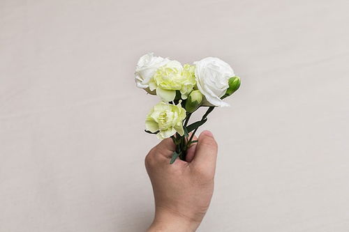 挽回花束花语大全短句,挽回花束，告白必备花语大全