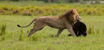 狮子男分手后挽回,挽回狮男分手，重拾幸福