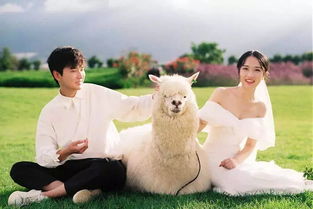 分手后动物如何挽回,动物分手后的挽回秘籍