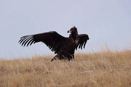 被鸽了怎么挽回,标题修复，成功挽回！