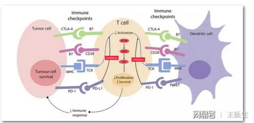 晚期肝癌怎么挽回,晚期肝癌救治方法简析