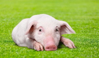 猪男好挽回吗,如何挽回猪男？)