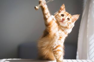 流浪猫怎么挽回主人,流浪猫如何重新获得主人的喜爱