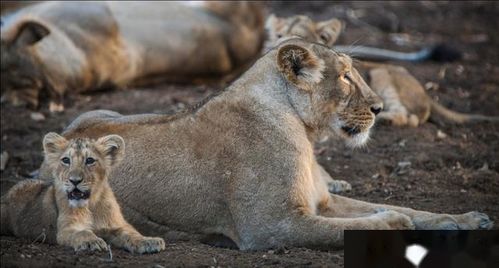 狮子男冷漠挽回前任,如何挽回冷漠的狮子男？
