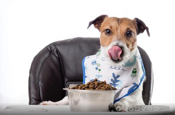 舔狗的挽回方法,舔狗挽回：情感专业护航