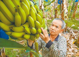 香蕉价格低迷，怎么挽回,如何扭转香蕉价格下跌局面？