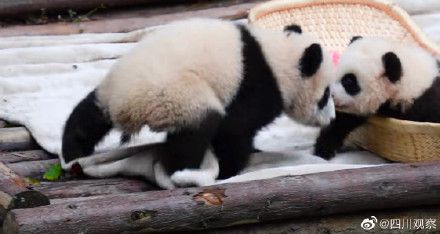 熊猫摔倒后怎么挽回,熊猫摔倒，如何恢复？